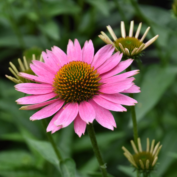 Jeżówka Papallo® Compact Rose