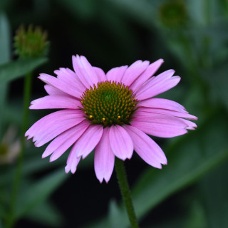 Jeżówka Papallo® Classic Deep Rose