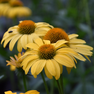 Jeżówka Papallo® Classic Deep Yellow