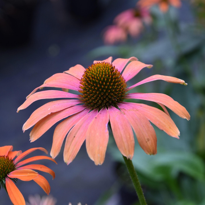 Jeżówka Papallo® Classic Orange