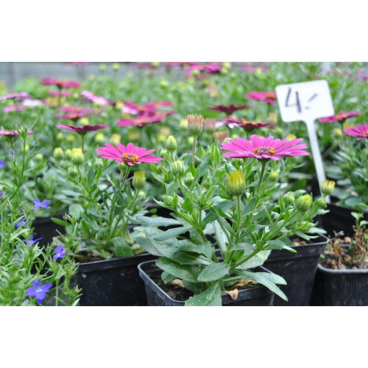 Osteospermum (w Polsce nazywane czasami stokrotką)