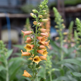 Naparstnica purpurowa Firecraker