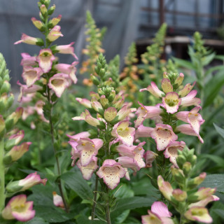 Naparstnica hybrydowa Digiplex berry Canary