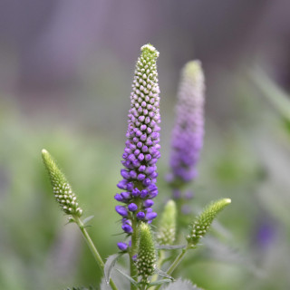 Przetacznik długolistny First glory