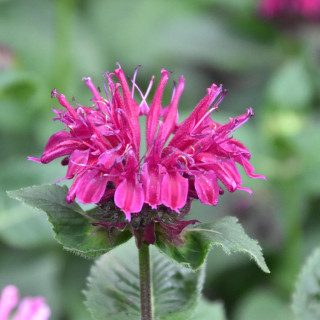 Pysznogówka Melua Burgundy