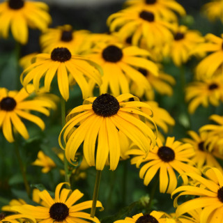 Rudbekia Goldsturm