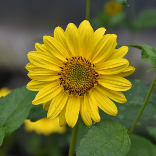 Słonecznik Flying Saucers
