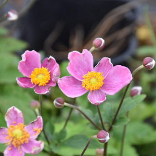 zawilec hupeheński Fantasy Cinderella