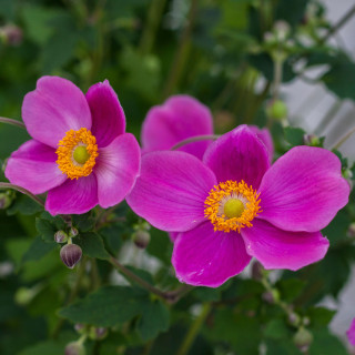 zawilec hupeheński Preacox