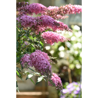 Budleja davida Pink cascade
