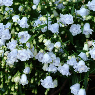 Dzwonek drobny Elizabeth Oliver