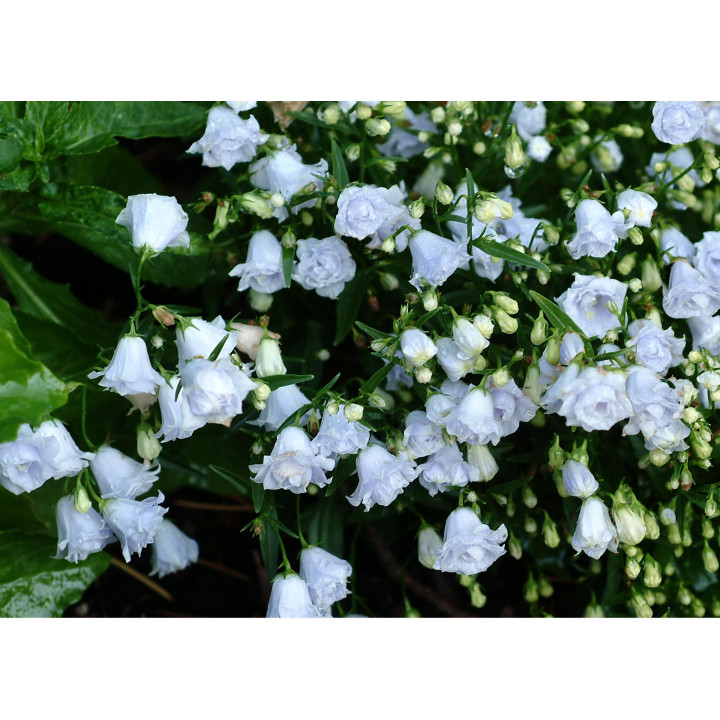 Dzwonek drobny Elizabeth Oliver