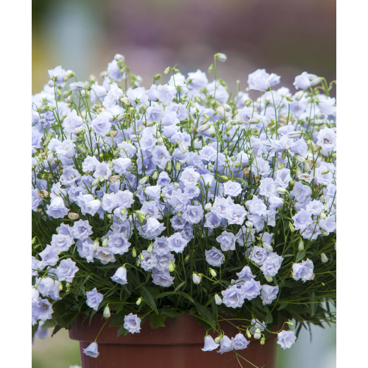 Dzwonek drobny Elizabeth Oliver