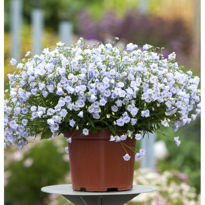 Dzwonek drobny Elizabeth Oliver