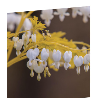 Dicentra Serduszka White Gold