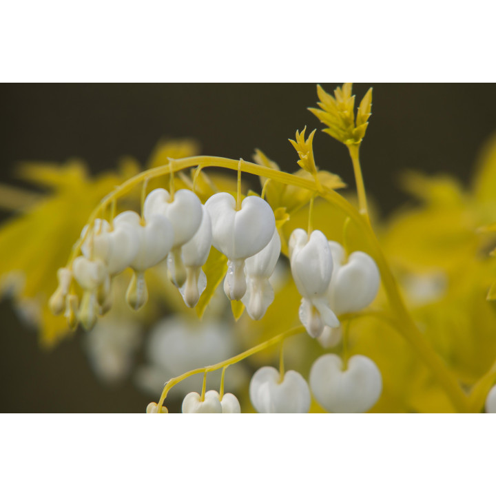 Dicentra Serduszka White Gold