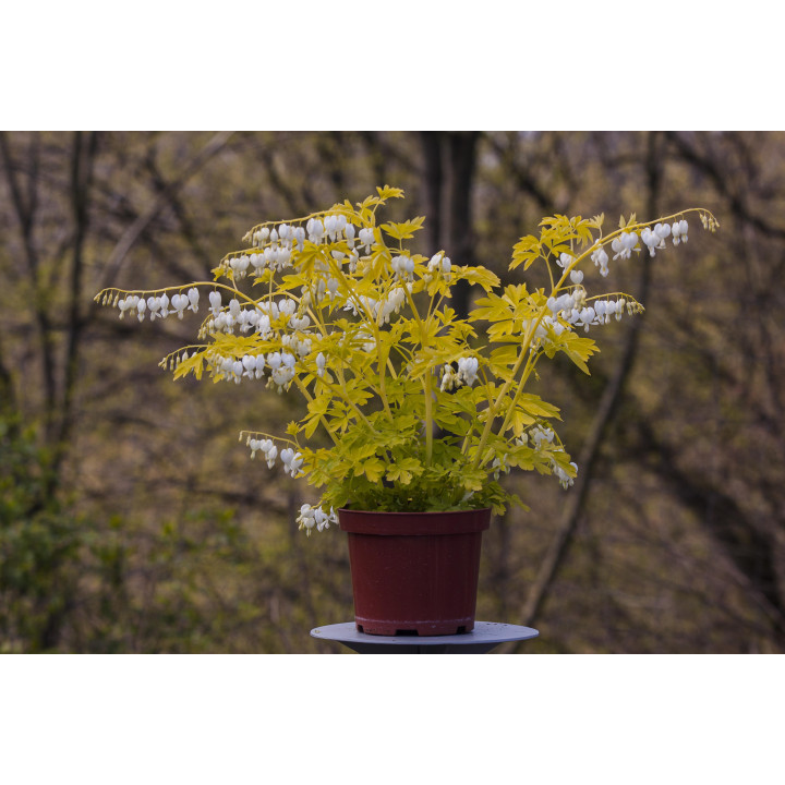Dicentra Serduszka White Gold