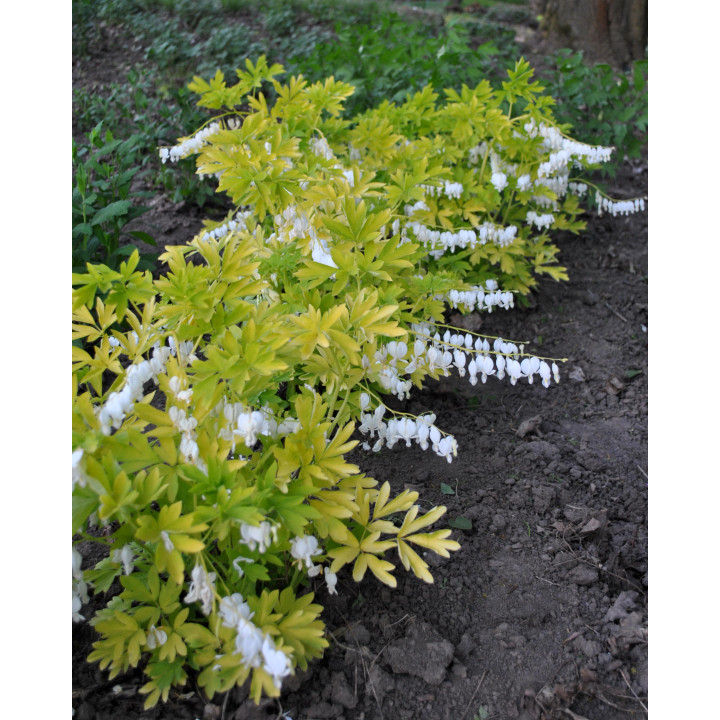 Dicentra Serduszka White Gold