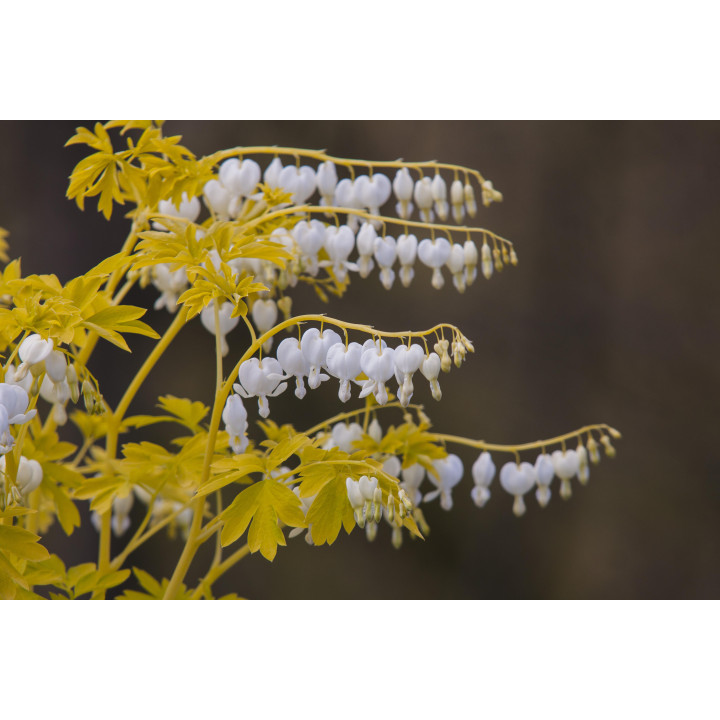 Dicentra Serduszka White Gold