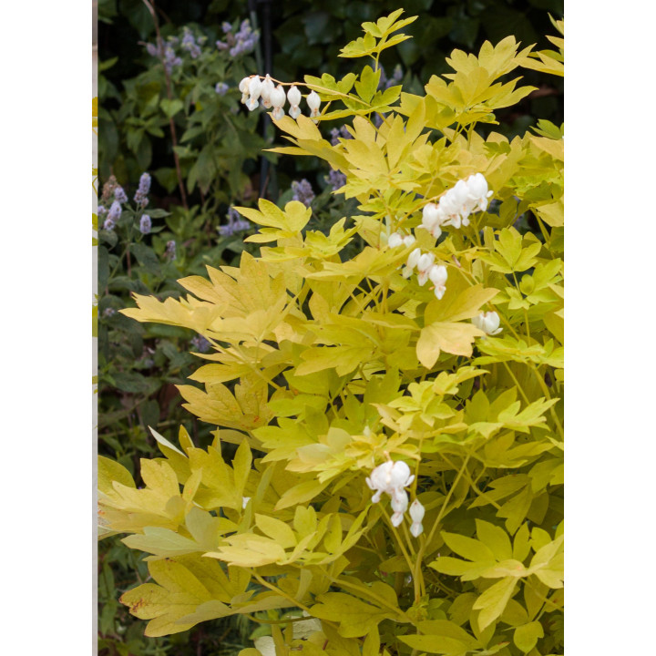 Dicentra Serduszka White Gold