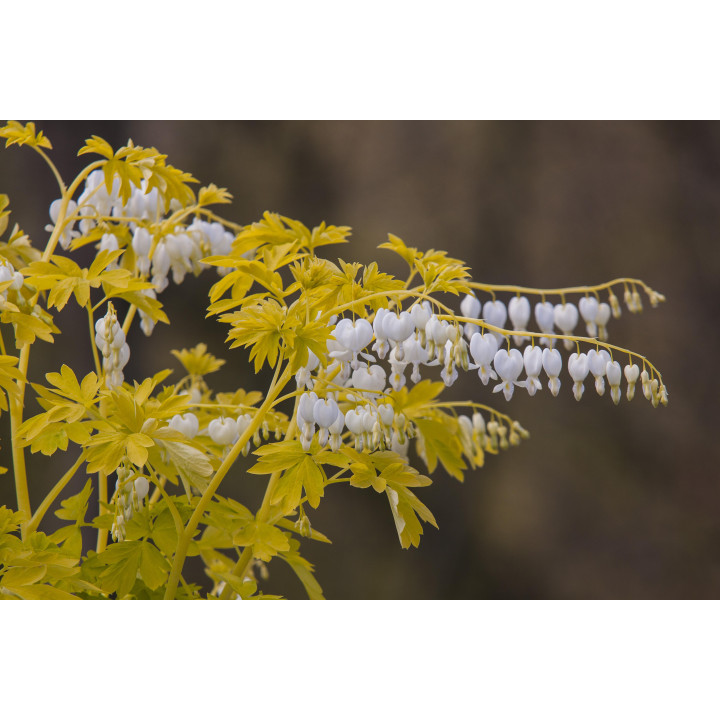 Dicentra Serduszka White Gold