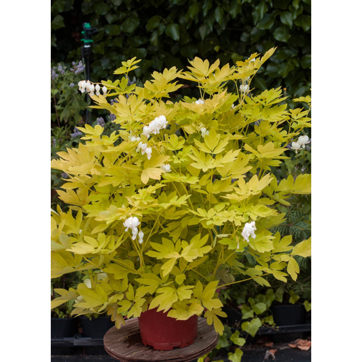 Dicentra Serduszka White Gold