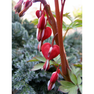 Dicentra Serduszka Valentine®