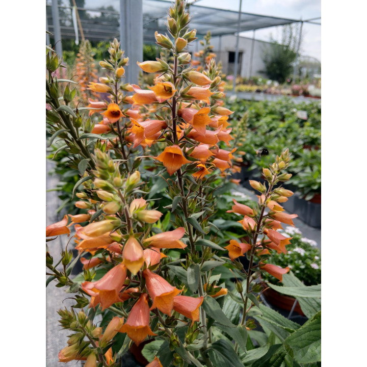 Naparstnica purpurowa Firecraker