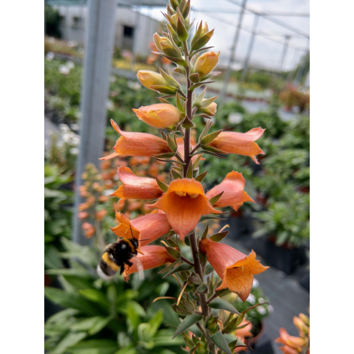 Naparstnica purpurowa Firecraker