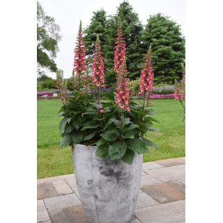 Naparstnica purpurowa Rising Phoenix