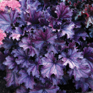 Żurawka Forever® Purple