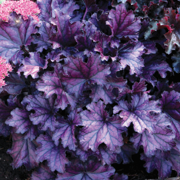 Żurawka Forever® Purple