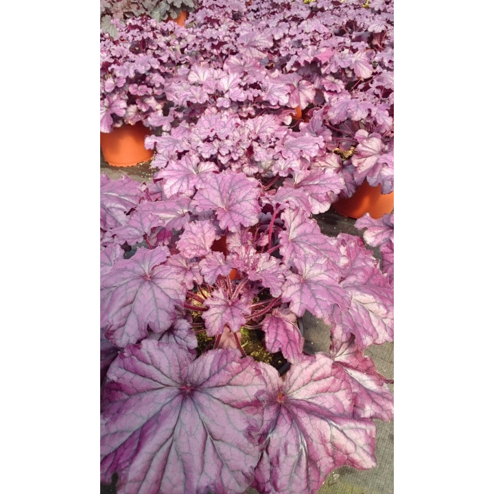 Żurawka Forever® Purple