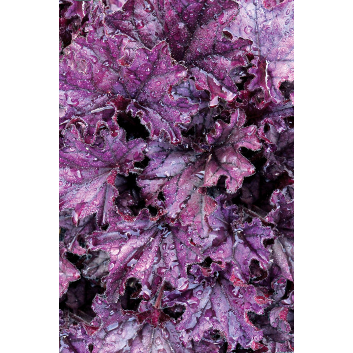 Żurawka Forever® Purple