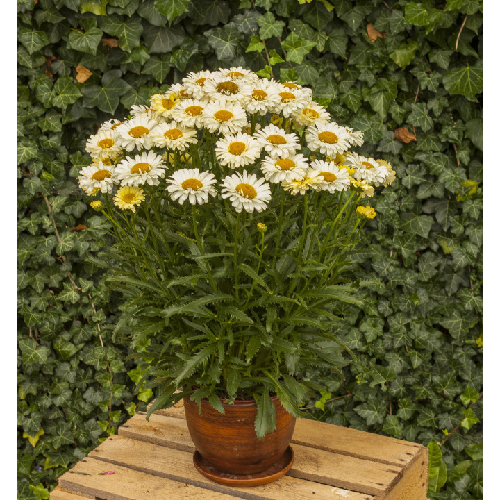 Złocień wielki Real dream