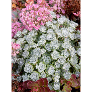 Rozchodnik Cape Blanco