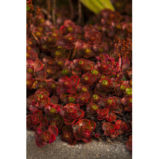 Rozchodnik Dragons Blood