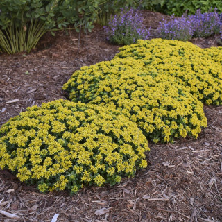 Rozchodnik Little Miss Sunshine