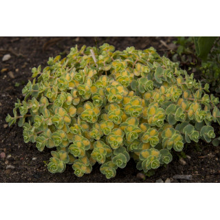 Rozchodnik Mediovariegatum