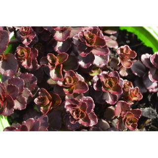 Rozchodnik Purpureum