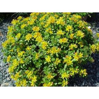Rozchodnik Sedum floriferum