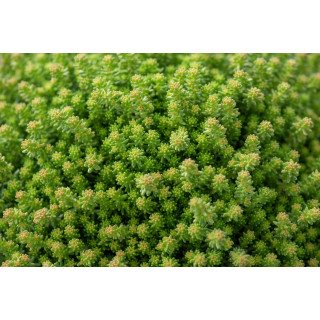 Rozchodnik Sedum sexangulare