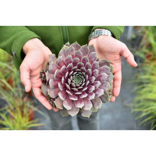 Rojnik BigSam™ Purple Quartz