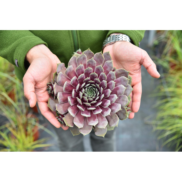 Rojnik BigSam™ Purple Quartz