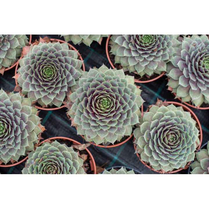 Rojnik BigSam™ Purple Quartz