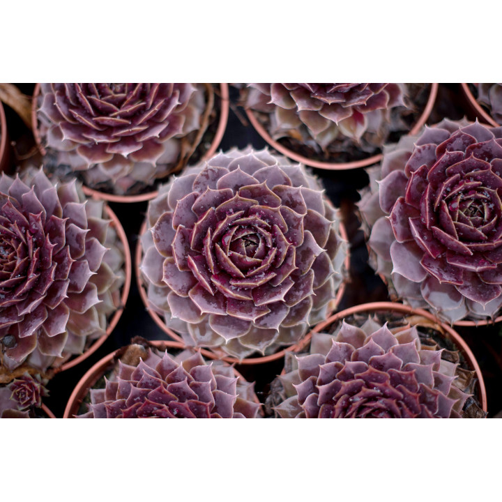 Rojnik BigSam™ Purple Quartz