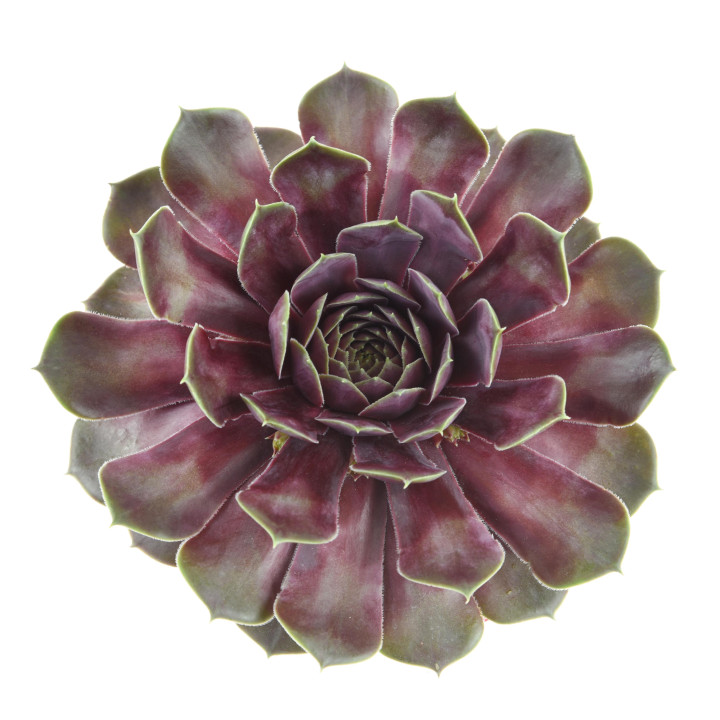 Rojnik BigSam™ Purple Quartz