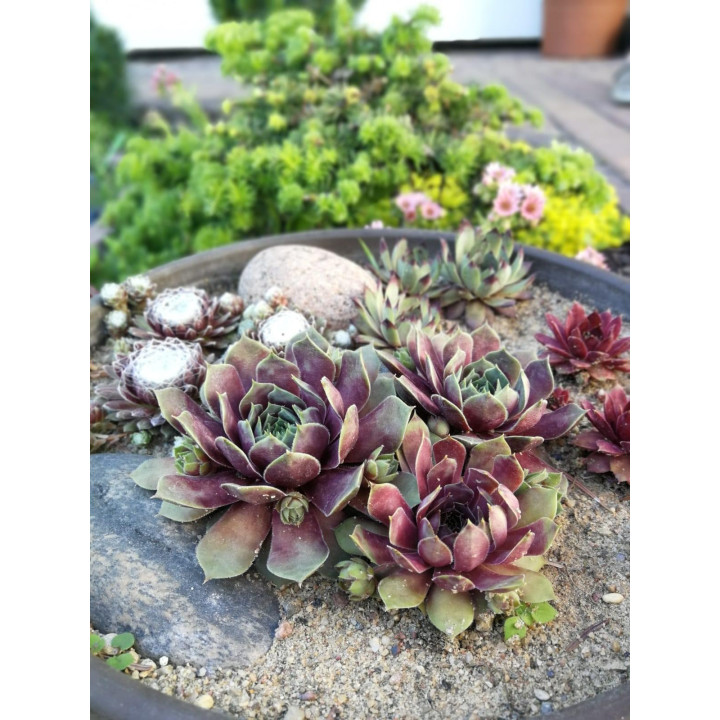 Rojnik BigSam™ Purple Quartz