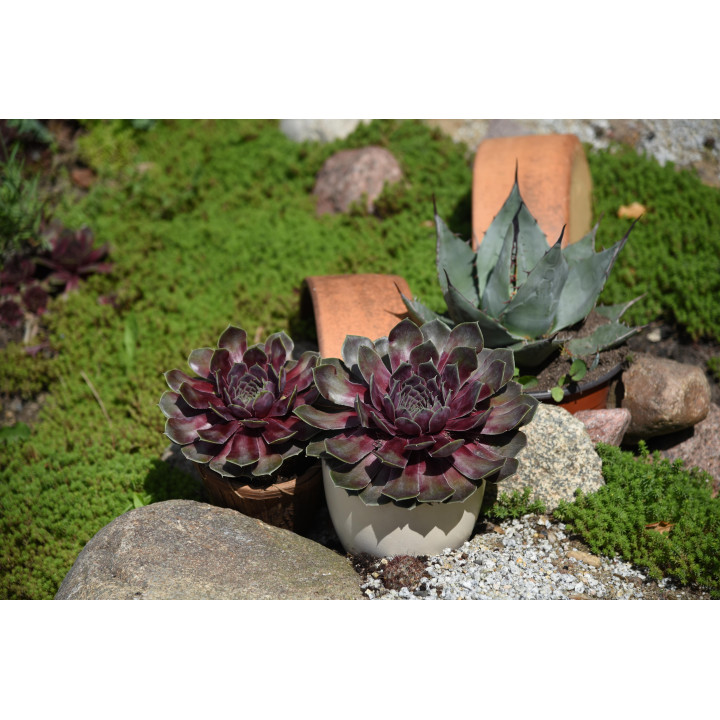 Rojnik BigSam™ Purple Quartz