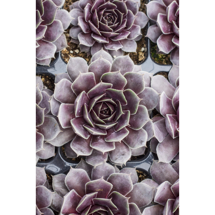 Rojnik BigSam™ Purple Quartz